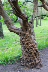 Obraz premium Curved tree trunk, forest, spring.