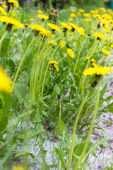 Yellow dandelions in a field of poplar fluff on the ground