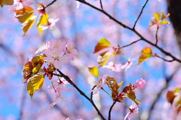 日本の桜
