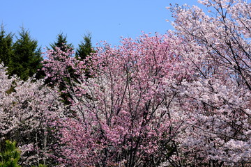 日本の桜
