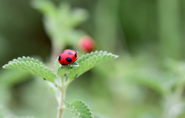 Naklejka premium ladybug close-up with nature background, ladybug holding green leaf with legs. 
