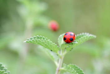 ladybug close-up with nature background, ladybug holding green leaf with legs.
