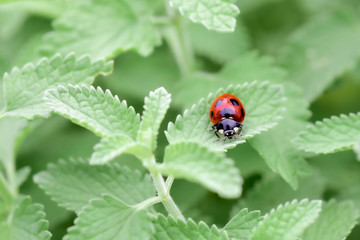 Fototapeta premium ladybug close-up with nature background, ladybug holding green leaf with legs. 