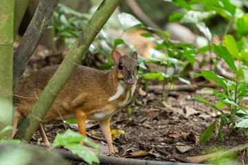 Naklejka na ściany i meble Lesser Mouse Deer (Tragulus javanicus) hiding behind a tree. A species of even-toed ungulate in the family Tragulidae.