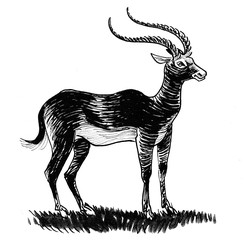 Standing African antelope. Ink black and white drawing © berdsigns