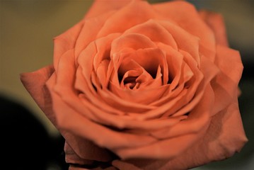 薔薇　季節　バラ　自然　プレゼント　ギフト　感謝 花瓶　