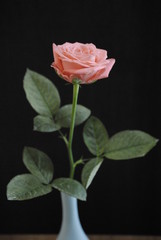 薔薇　季節　バラ　自然　プレゼント　ギフト　感謝 花瓶　