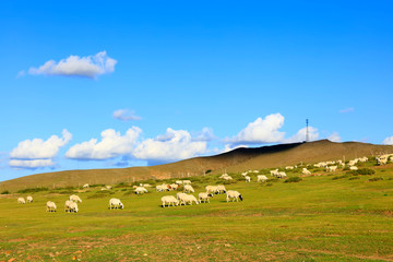  Sheep flock  is on the grassland