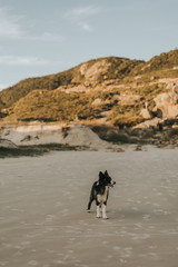 Naklejka premium doguinho na praia