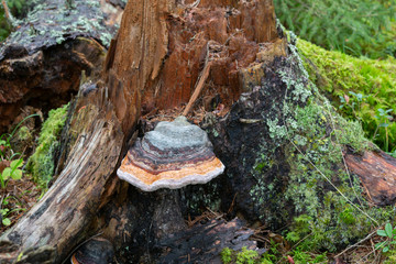 Fallen fir tree with brown rot and red belt conk, Fomitopsis pinicola