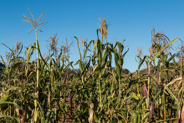Corn stalks growing in a field with mountains in the background.