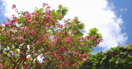 Fototapeta na wymiar 沖縄の綺麗な真っ赤なハイビスカス-Beautiful bright red hibiscus in Okinawa