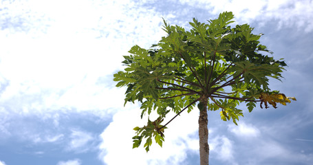 Fototapeta premium 沖縄で人気のパパイヤと青空-Papaya and blue sky popular in Okinawa