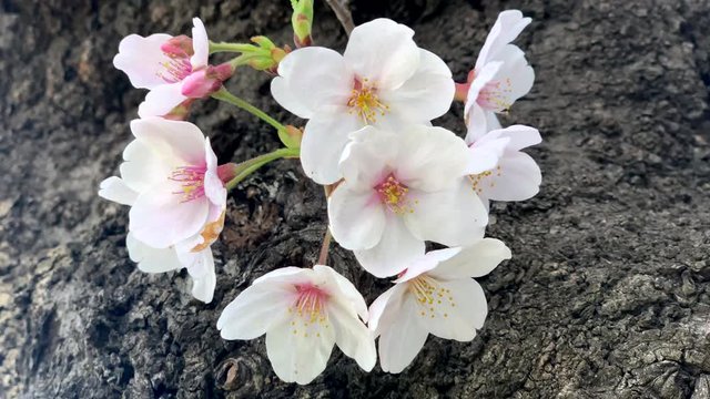 The wind moves the pink cherry blossoms on its branches at Sumida Park. Camera fixed, angle neutral, close up shoot. Daytime. (TOKYO, JAPAN - 4th April 2019).