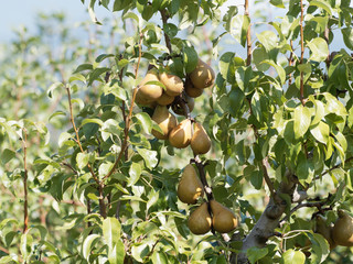 (Pyrus communis L.) Hübsche Birne, die gereift wird mit glänzend dunkelgrün blätter