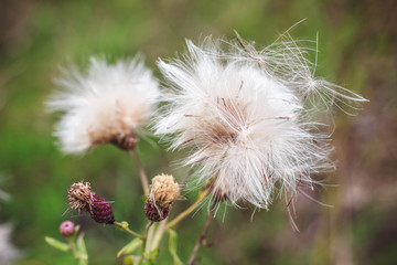 Fluffy spine on a green summer meadow.