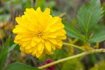 Yellow flax on a green meadow. Plant in the garden. The colors of autumn.