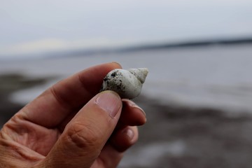 Low tide at Hood Canal Washington