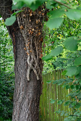 Truncated ivy roots on a tree trunk.