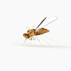 The mosquito liquid texture like a honey stand on white background with 3d rendering.