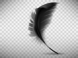 Black fluffy feather with shadow vector realistic illustration, isolated on transparent background. Feather from wing of bird or fallen angel, symbol of softness, design element
