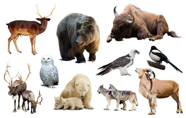 Obraz premium europe animals isolated