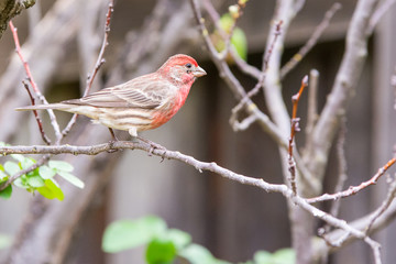 beautiful red house finch perched on small twig