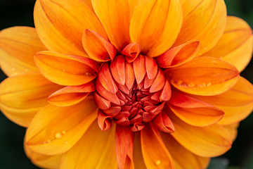 Orange dahlia flower with rain drops on it’s petals with a blurred dark green background.