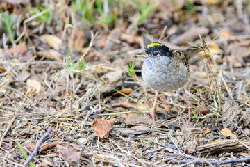 White crowned sparrow bird feeding off the ground.