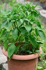 Hot pepper growing in a large pot.