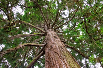 Looking up at the branches spread out from a very tall pine tree with it’s thick trunk in the foreground.