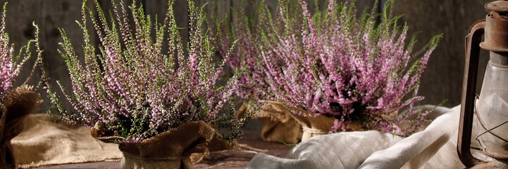 Forest heather close up. Still life on a wooden background.