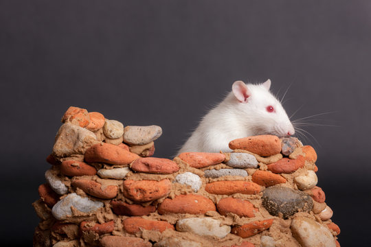 rat in a small stone fortress