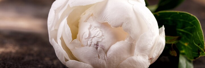 White beautiful peony flower. Nature.Duchesse De Nemours.