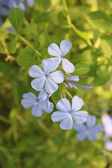 blue flowers on green background