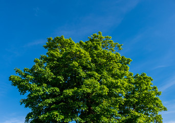 A tree with bright green leaves is isolated with only the blue sky and some clouds in the background.