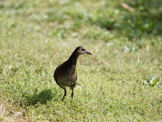 Gallinula chloropus - Gallinule poule-d'eau Juvénile