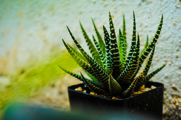 cactus in a pot