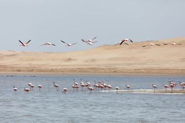 Flamingos  in Paracas, Peru.