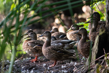A flock of ducks on the lake in the grass looks towards the sunset