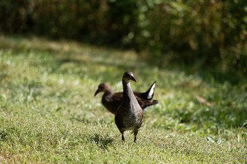 Gallinula chloropus - Gallinule poule-d'eau Juvénile et farouche dans les feuillages et gazon au bord d'un étang