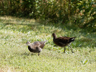 Gallinula chloropus - Gallinule poule-d'eau Juvénile et farouche dans les feuillages et gazon au bord d'un étang