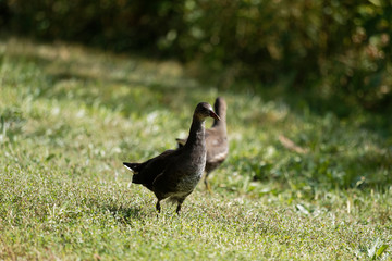 Gallinula chloropus - Gallinule poule-d'eau Juvénile et farouche dans les feuillages et gazon au bord d'un étang