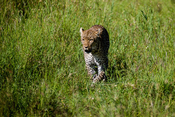 Tanzania, East Africa