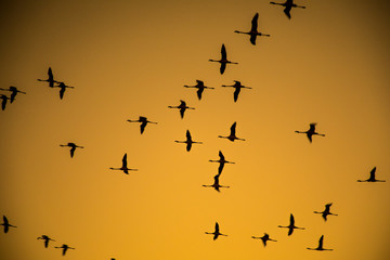 Fototapeta premium birds flying in the sky