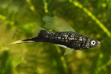 Black Swordtail Xiphophorus Helleri Male aquarium fish isolated on white 