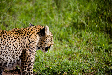 Tanzania, East Africa
