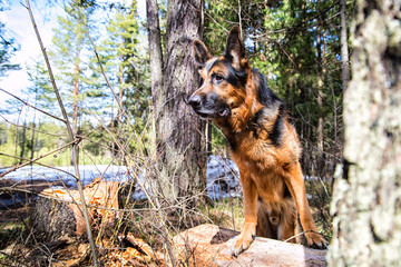 Dog German Shepherd in the forest in an early spring