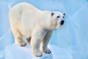 Plakat polar bear in the zoo