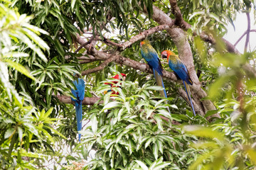macaw bird  in Costa Rica